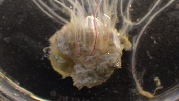 Media type: image;   Invertebrate Zoology 153120 Description: live specimen;